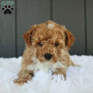 Max, Miniature Poodle Puppy